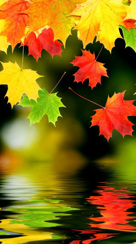 Fall Android Wallpaper 1080x1920px