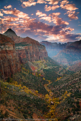 Zion National Park Mobile Wallpaper 1334x2000px