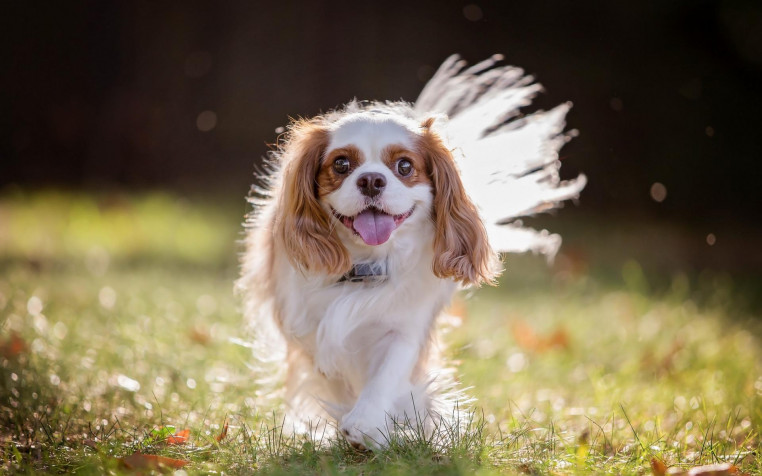 Charles Spaniel Dog Widescreen HD Wallpaper 1920x1200px