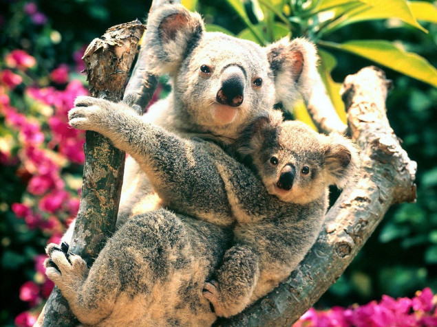 Koala Wallpaper Image 1800x1350px