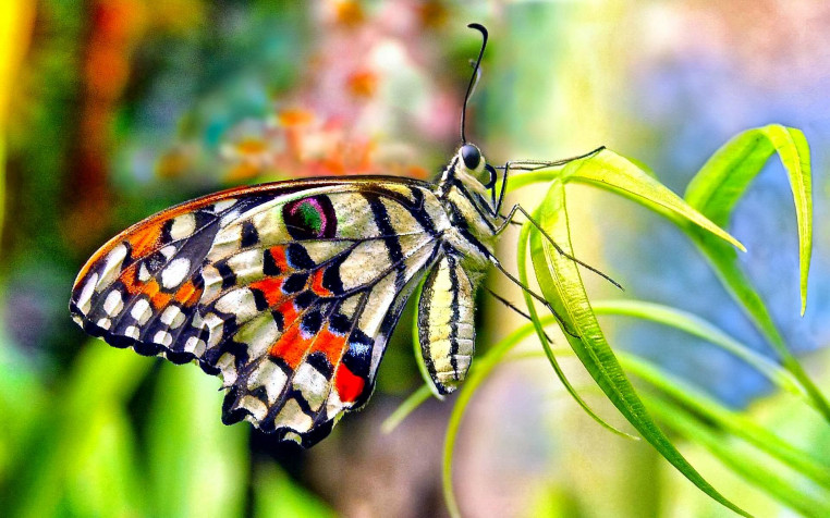 Butterfly Widescreen HD Wallpaper 1920x1200px