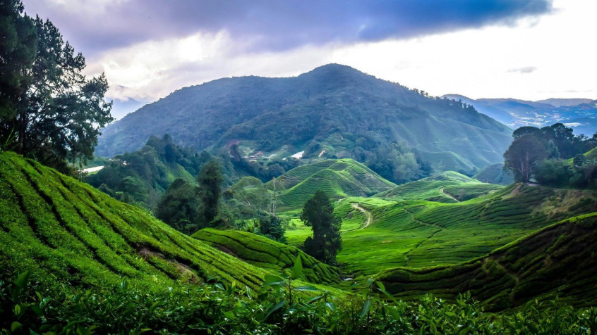 Cameron Highlands HD Background 1600x900px