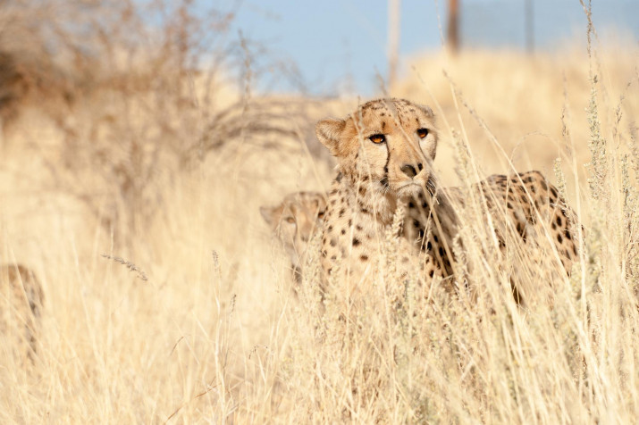 Gepard HD Background 2048x1363px