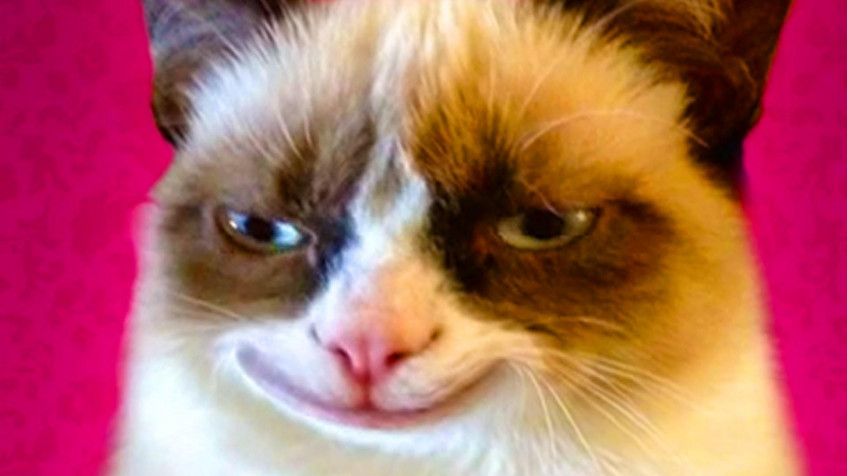 Grumpy Cat Full HD 1080p Wallpaper 1920x1080px