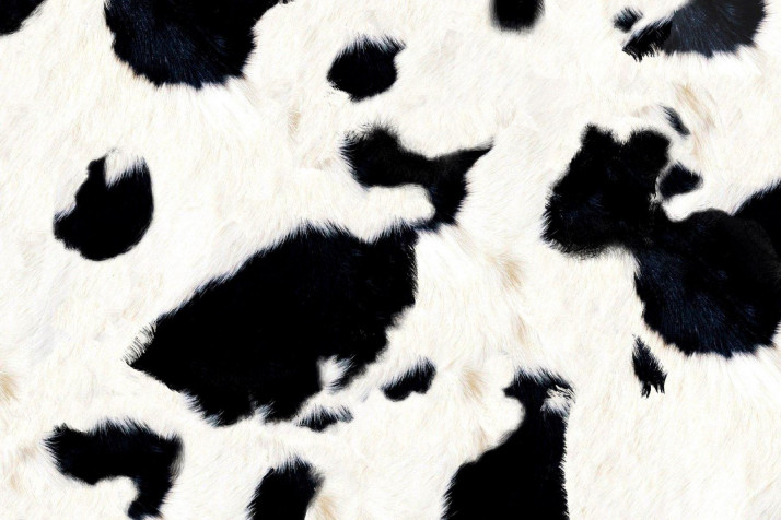 Cow Print Laptop Wallpaper 1800x1200px