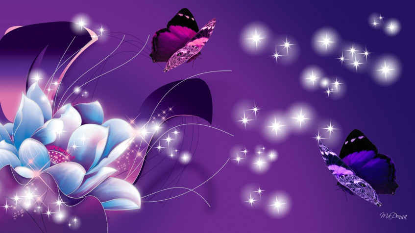 Butterflies Hd Full HD 1080p Wallpaper 1920x1080px