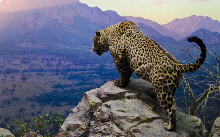 Jaguar Widescreen HD Wallpaper 1920x1200px