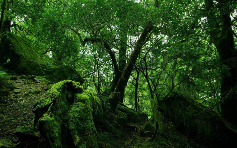 The Amazon Forest Widescreen HD Wallpaper 1920x1200px