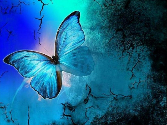 Butterfly Laptop Background 1024x768px