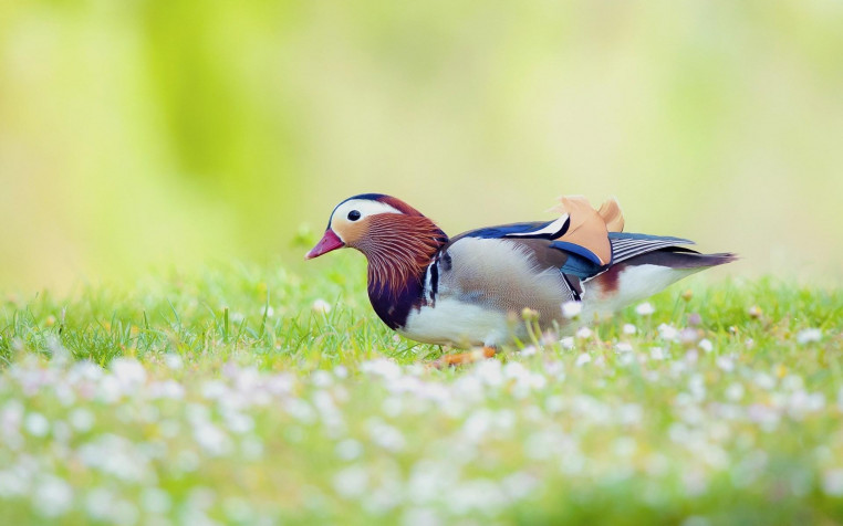 Birds Widescreen HD Wallpaper 1920x1200px