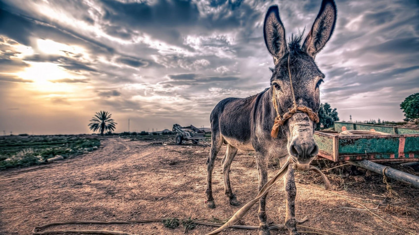 Donkey Full HD 1080p Wallpaper 1920x1080px