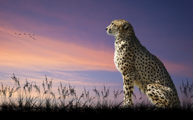 Gepard Desktop Background 2560x1600px