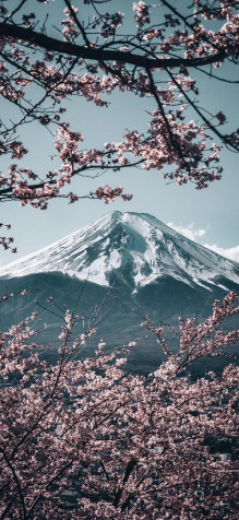 Japan Cherry Blossom Phone Wallpaper 700x1516px