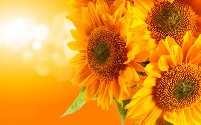 Sunflower Retina Widescreen Wallpaper 2880x1800px