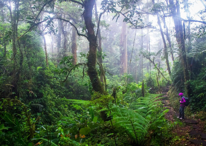 Monteverde Cloud Forest Desktop Wallpaper 1200x853px