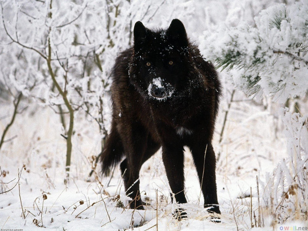 Black Wolf Wallpaper Image 1600x1200px