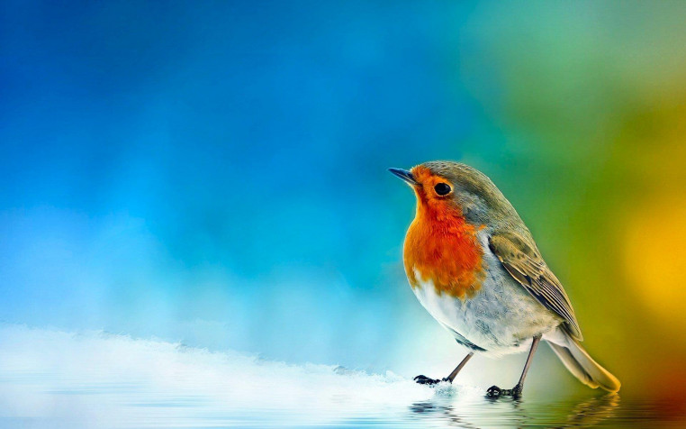 Birds Widescreen HD Wallpaper 1920x1200px