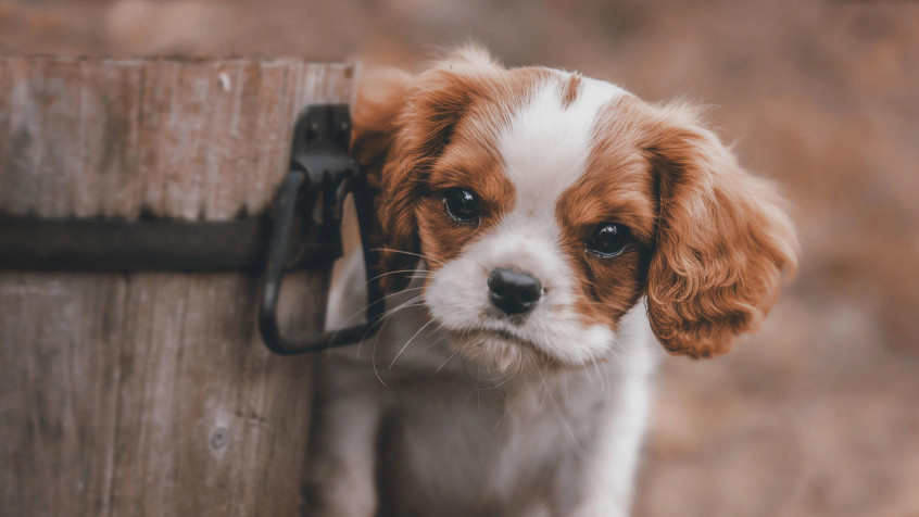 Charles Spaniel Dog 4k UHD Wallpaper 3840x2160px