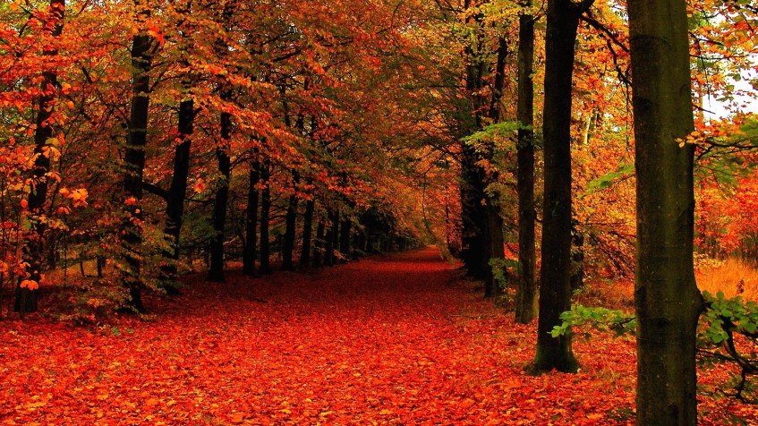 Cute Fall Full HD 1080p Wallpaper 1920x1080px