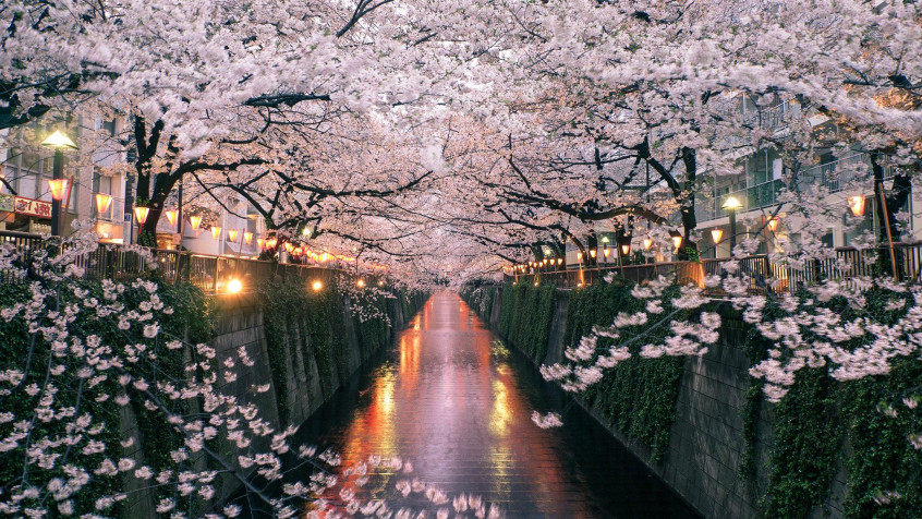 Japan Cherry Blossom Laptop Background 2048x1152px