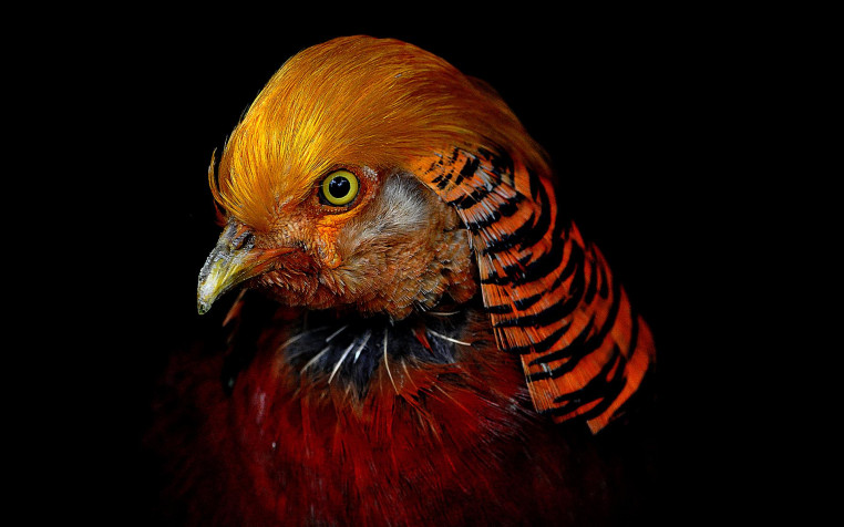 Golden Pheasant Widescreen HD Wallpaper 1920x1200px