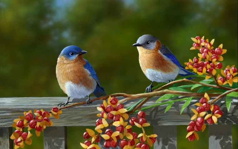 Birds Widescreen HD Wallpaper 1920x1200px