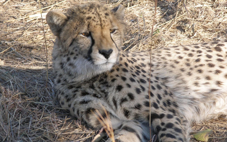 Gepard Background Image 1680x1050px