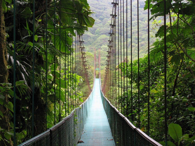 Monteverde Cloud Forest Desktop HD Background 1024x768px