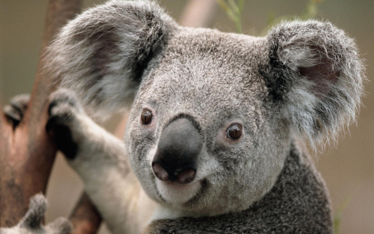 Koala Widescreen HD Wallpaper 1920x1200px