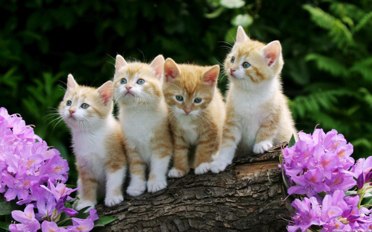 Cute Hd Widescreen HD Wallpaper 1920x1200px