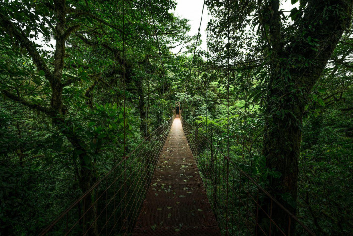 Monteverde Cloud Forest Background Image 1600x1068px