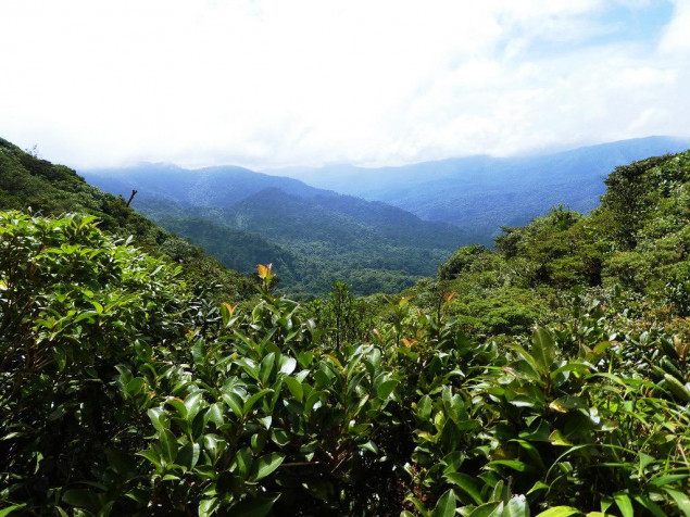 Monteverde Cloud Forest Desktop HD Wallpaper 1024x768px