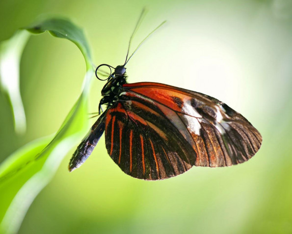 Butterfly HD Wallpaper 1280x1024px