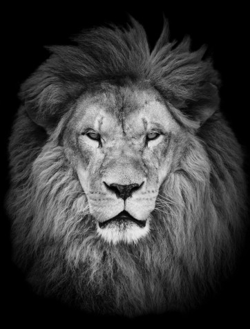 Lion Mobile Background 2438x3200px