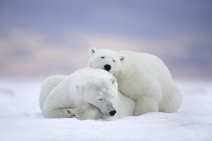 Polar Bear Background Image 5433x3622px