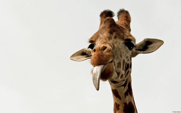 Giraffe Widescreen HD Wallpaper 1920x1200px