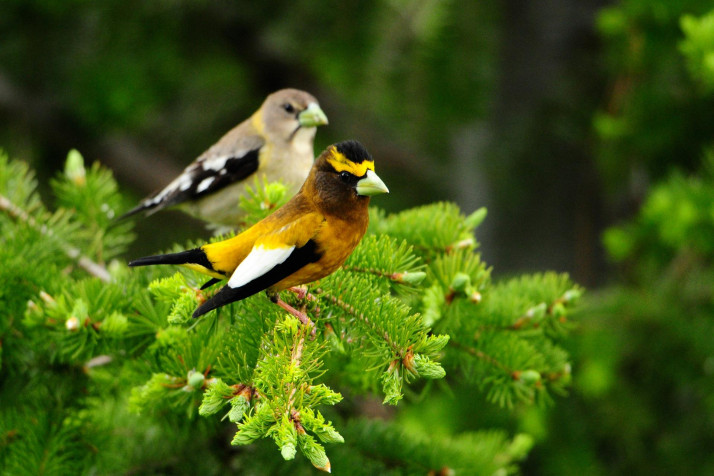 Birds MacBook Wallpaper 1920x1280px