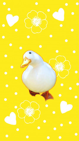 Duck Mobile Wallpaper 1080x1920px