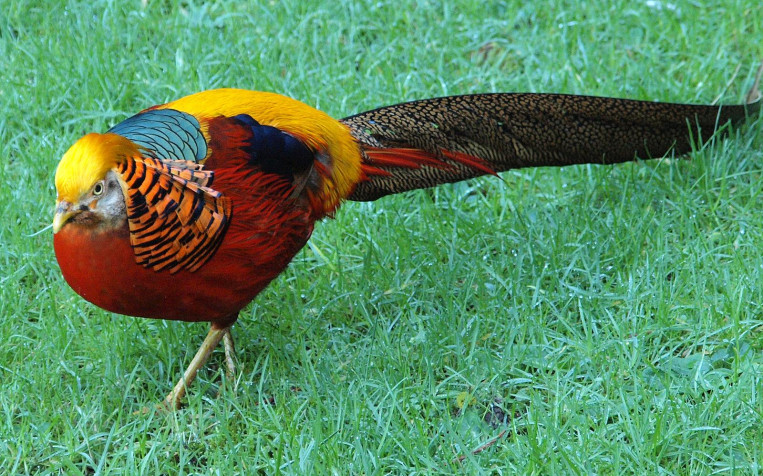 Golden Pheasant HD Background 1600x998px