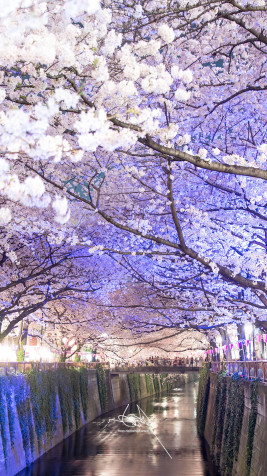 Japan Cherry Blossom Mobile Background 800x1422px