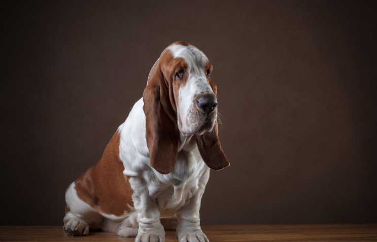 Basset Hound Dog HD Wallpaper 3400x2179px