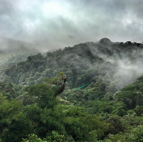 Monteverde Cloud Forest Desktop HD Wallpaper 1080x1073px