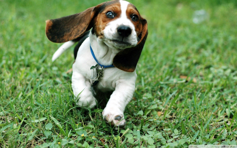 Basset Hound Dog Widescreen HD Wallpaper 1920x1200px