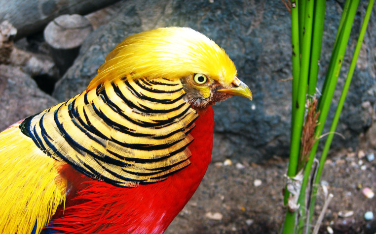 Golden Pheasant Laptop Background 2560x1600px