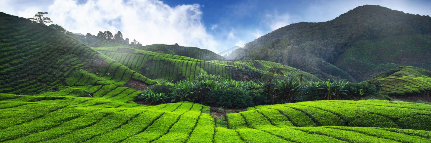 Cameron Highlands HD Wallpaper 1920x640px