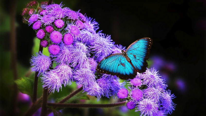 Butterfly Full HD 1080p Wallpaper 1920x1080px