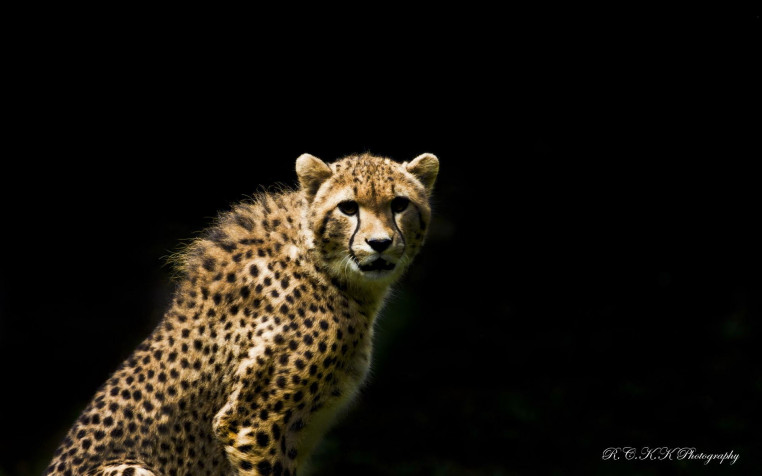 Gepard Widescreen HD Wallpaper 1920x1200px