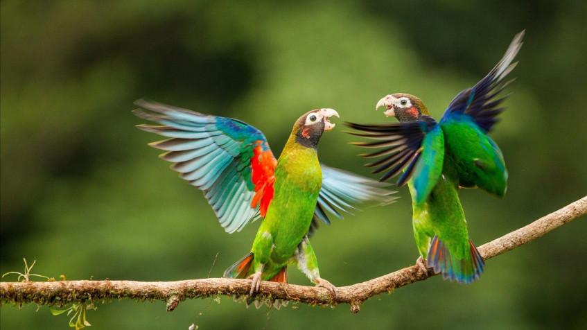 Birds Full HD 1080p Wallpaper 1920x1080px