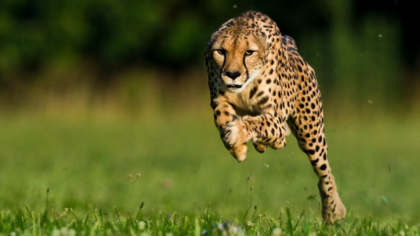 Gepard Full HD 1080p Wallpaper 1920x1080px