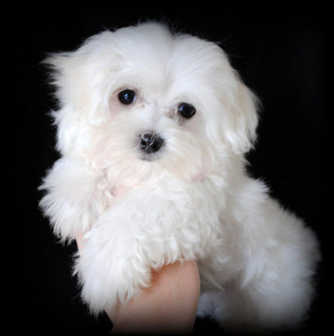 Maltese Dog Phone HD Background 1595x1600px